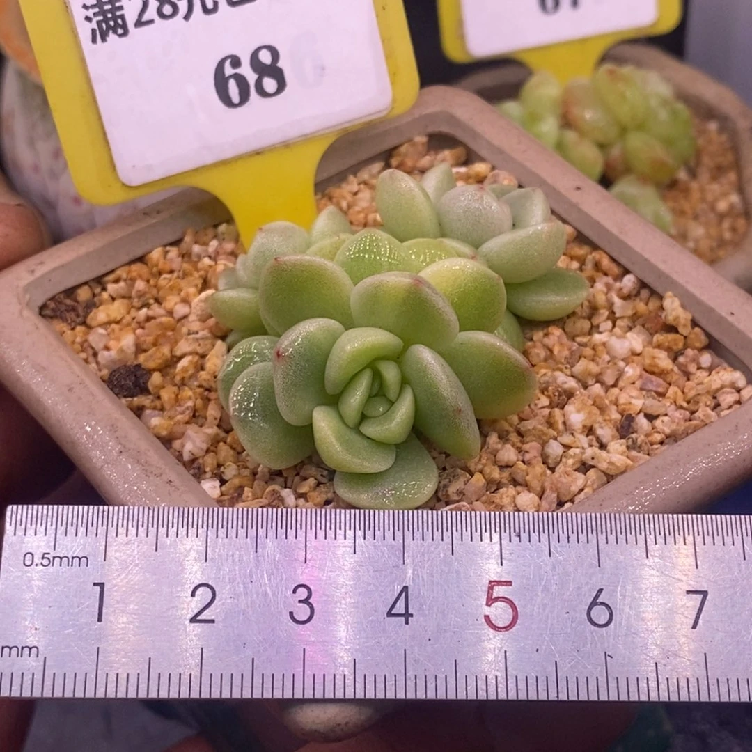 268冰玉花锦，非石化锦