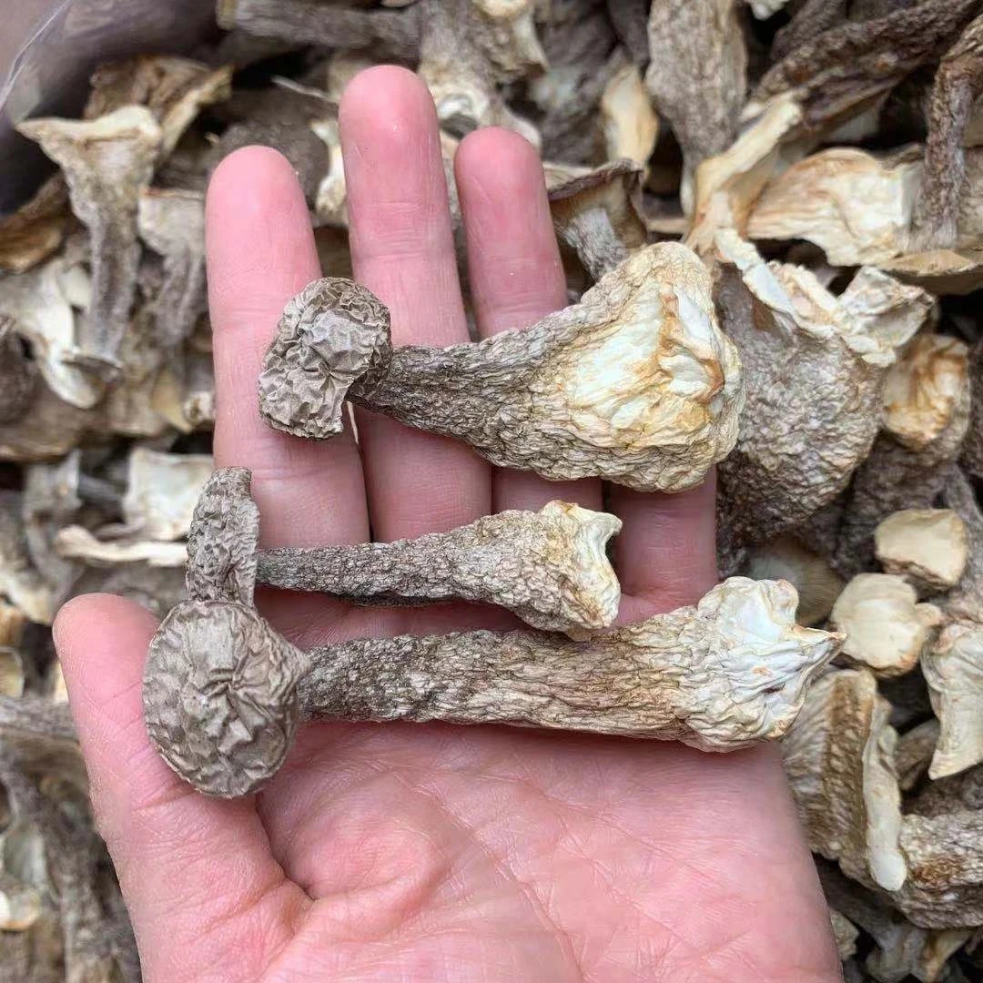 【高海拔鹿茸菇】自然生长 零添加 无硫干货 炒菜炖煲汤