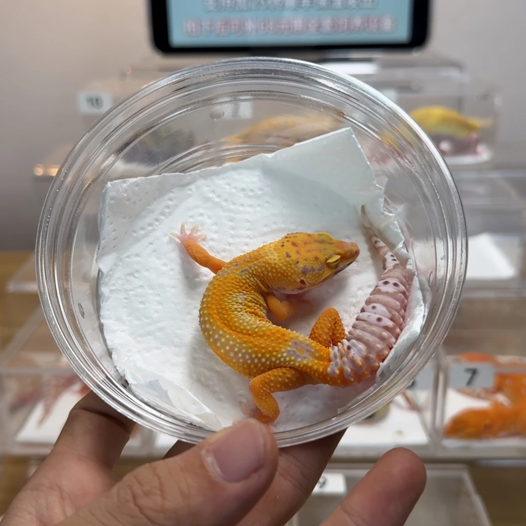 豹纹守宫直线贝尓妹妹