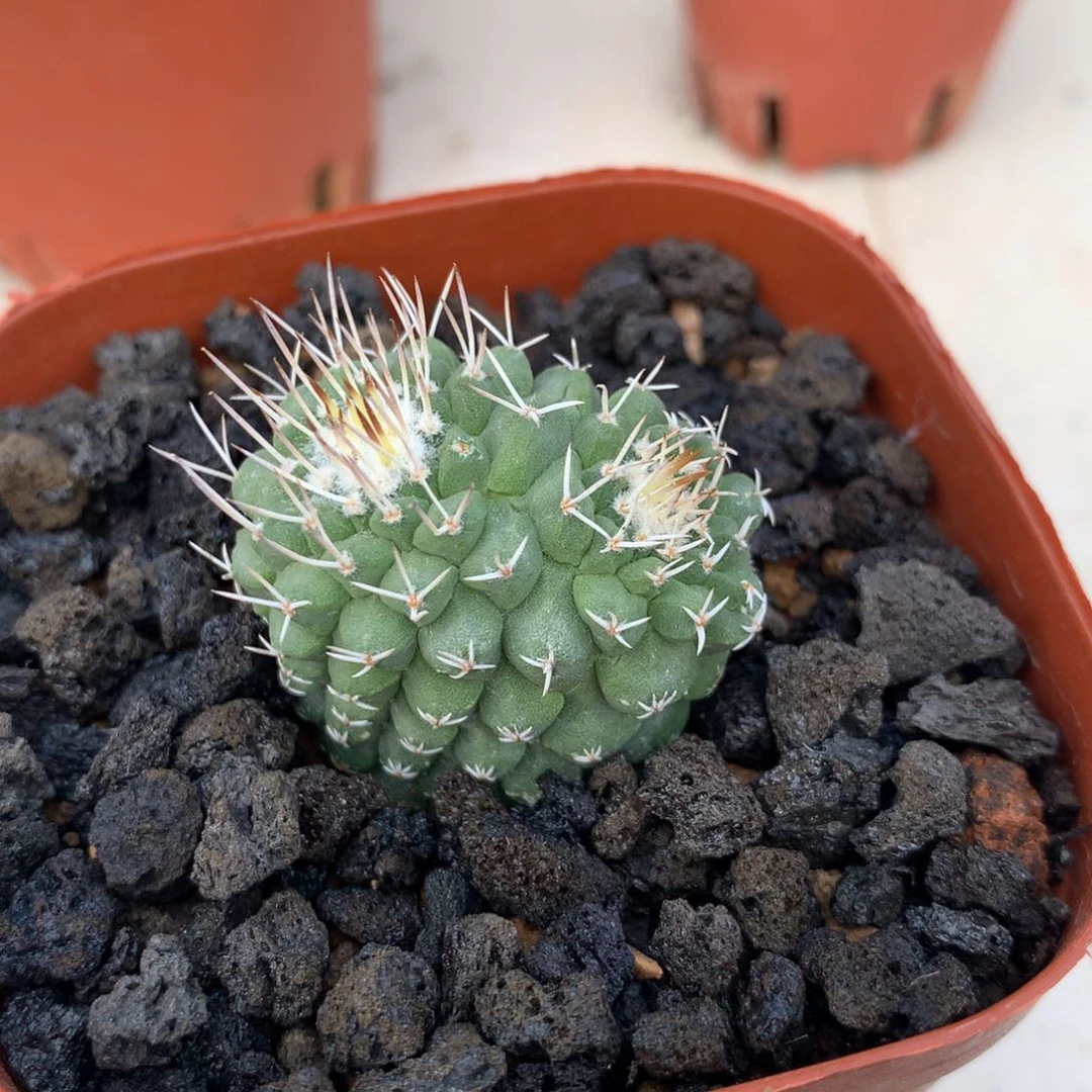 实生菊水仙人球三