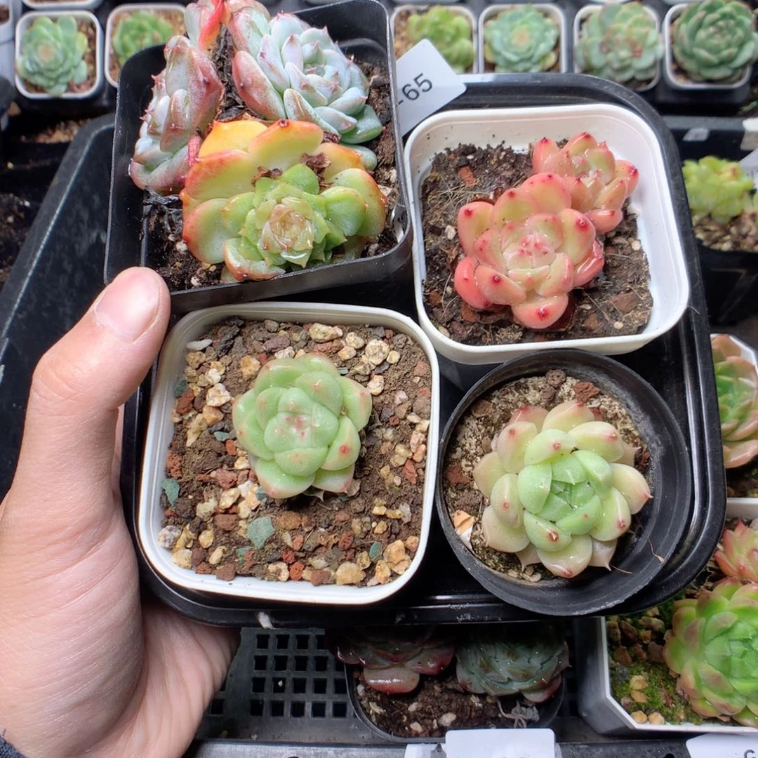 无花朵W65英语英语天天天天天