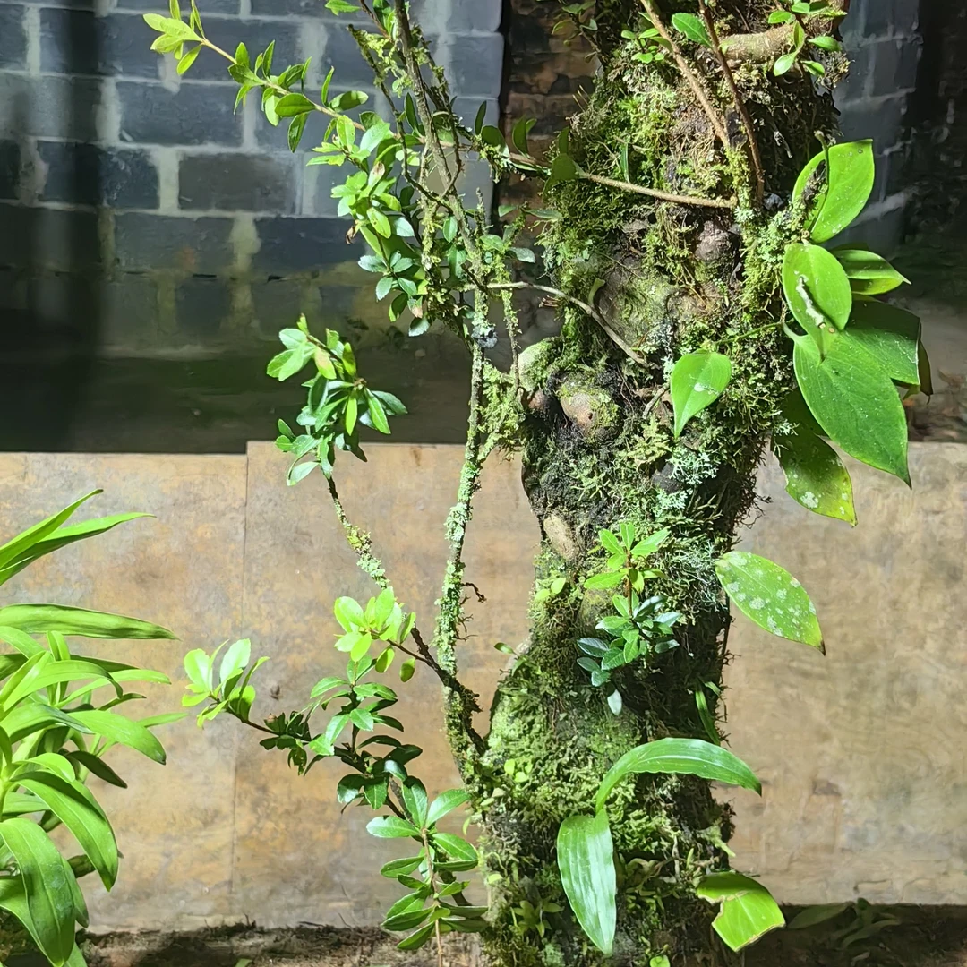 小叶红花树萝卜抱树原桩