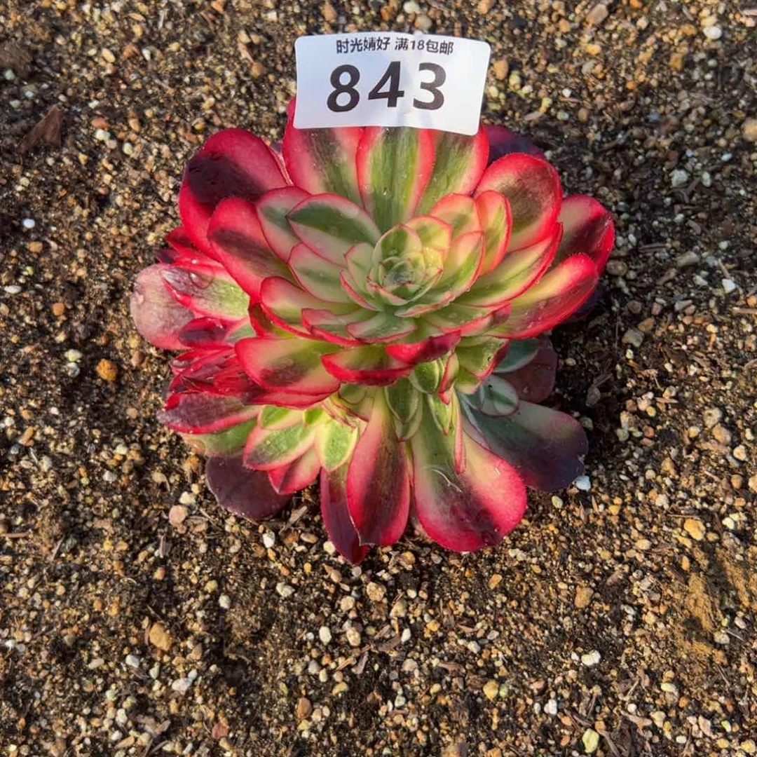 不***字843红荔枝多肉植物