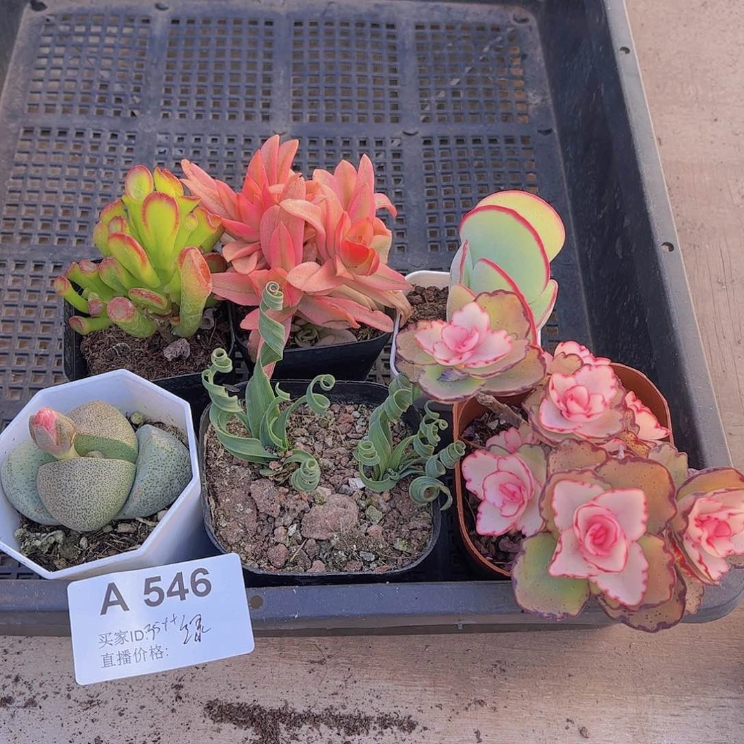 多肉546多肉植物