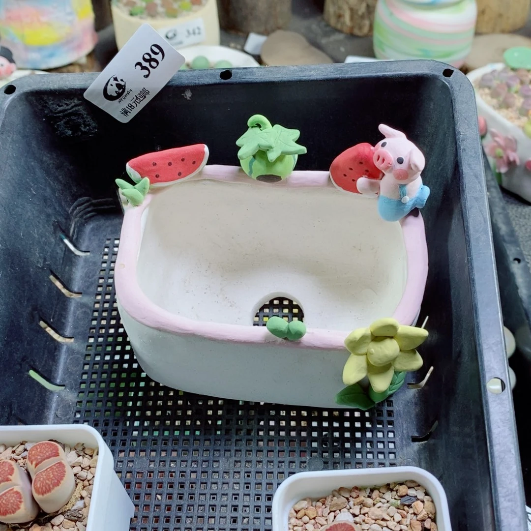 妞***妞生石花花花花花花花389