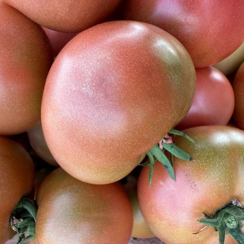 五斤装新鲜采摘草莓柿子黑龙江优质碱地西红柿番茄酸甜铁皮西红柿