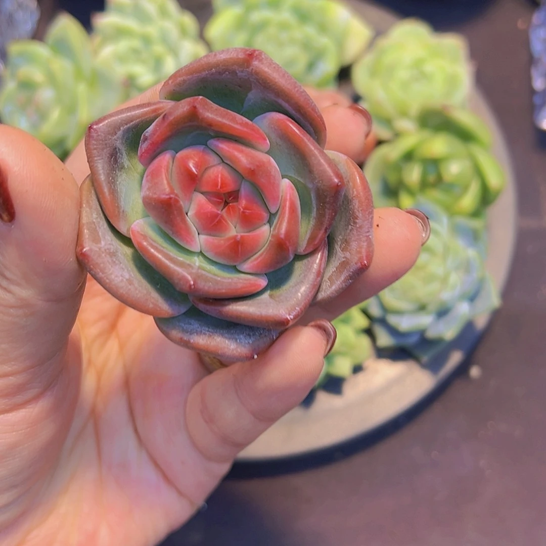 玉*新品，多肉植物，