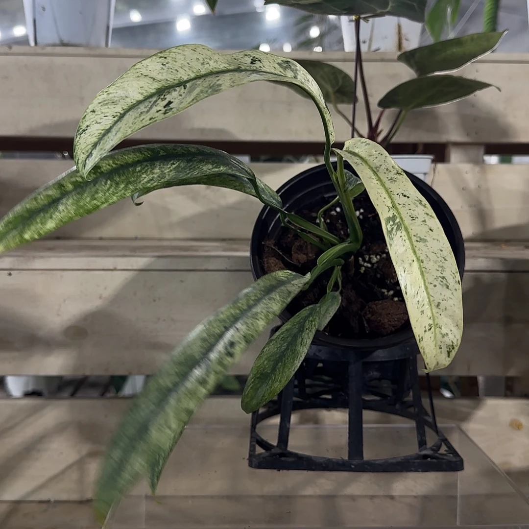 无花朵羽毛锦蔓绿绒