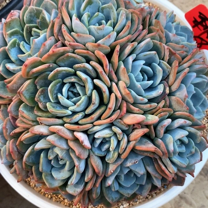 柔**意我是真的很喜欢