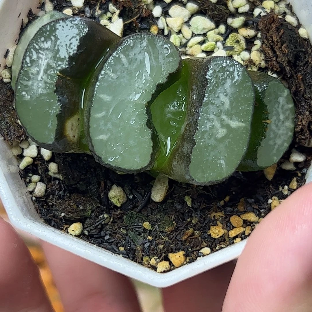 红红火火恍恍惚惚