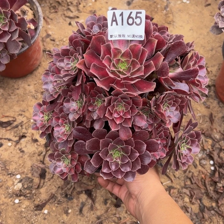 微瑕花娜多肉植物165.
