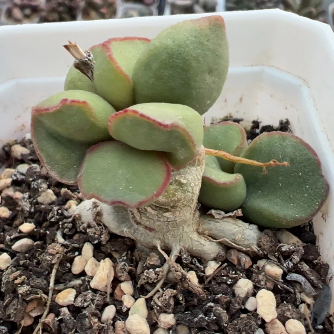 实生新品造型桩多肉植物水泡