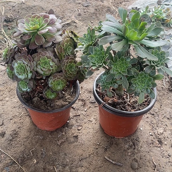 2棵玫瑰玫瑰玫瑰玫瑰