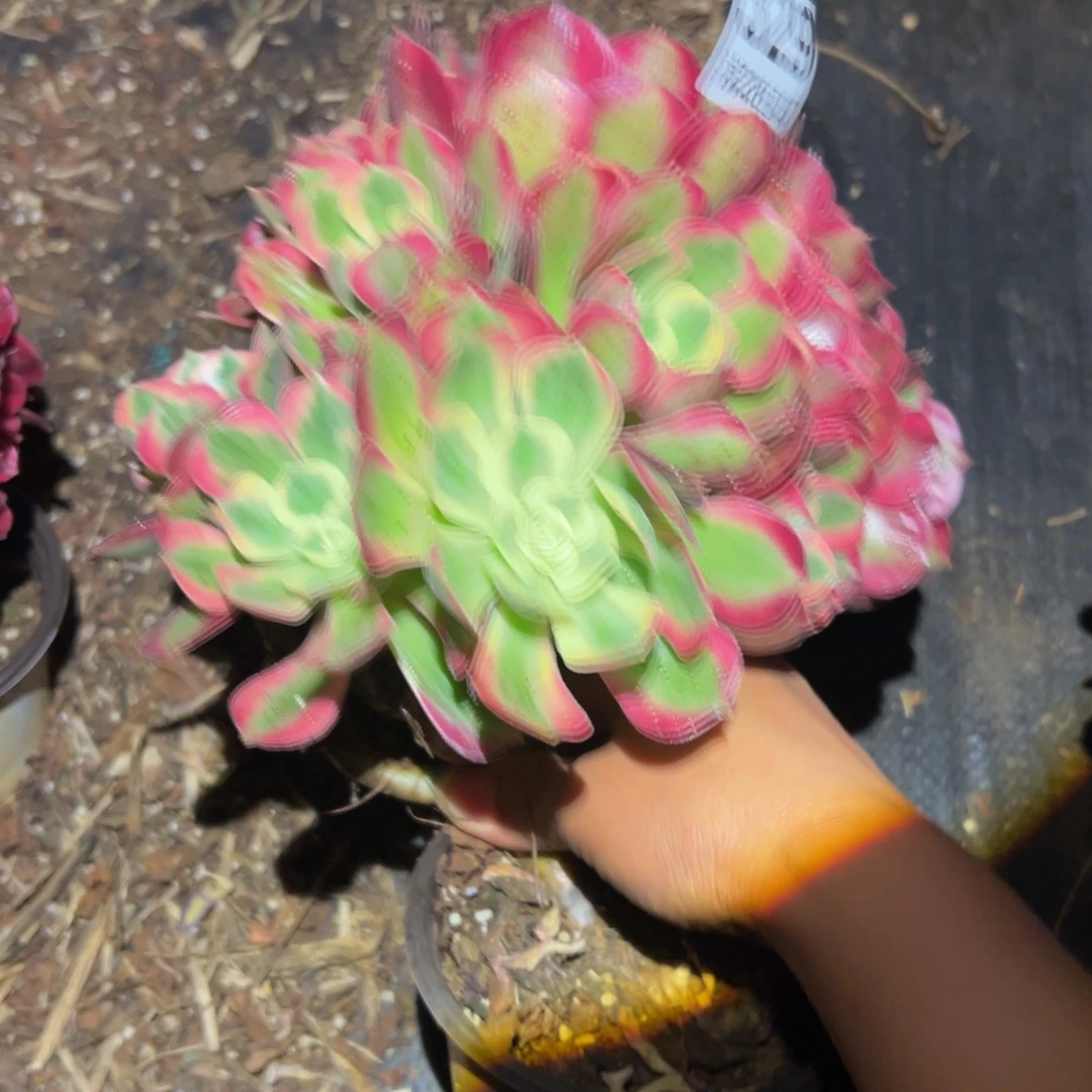 ღ***初多肉植物329无售后