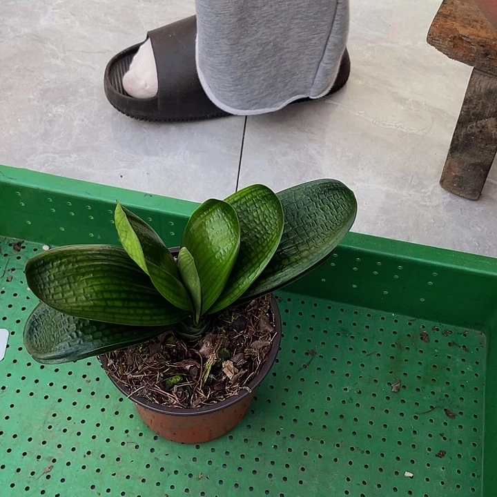 完全开放油麻短叶