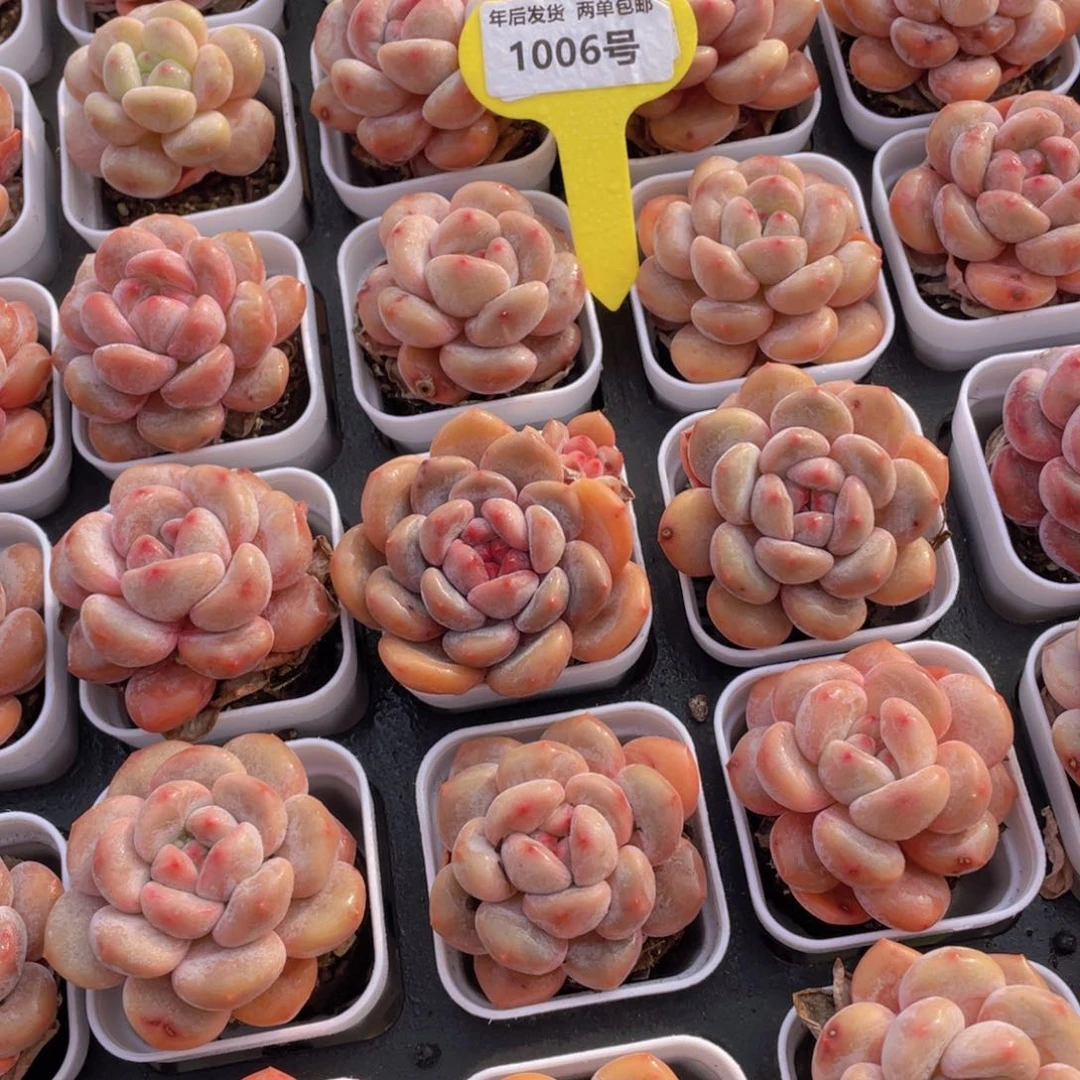 1006号老桩香橙单头一个