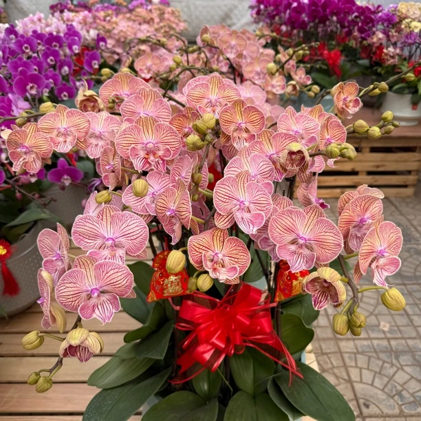 9号兰业【天王星】橘色条纹3.5大苗 到家可催梗