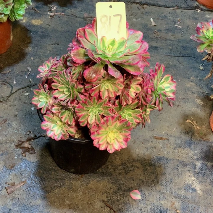 814红铜白多肉一物一拍