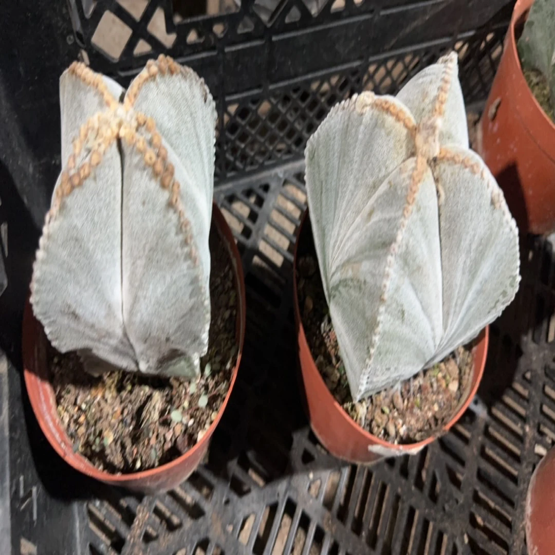 一行园艺【大四角白沙】1颗