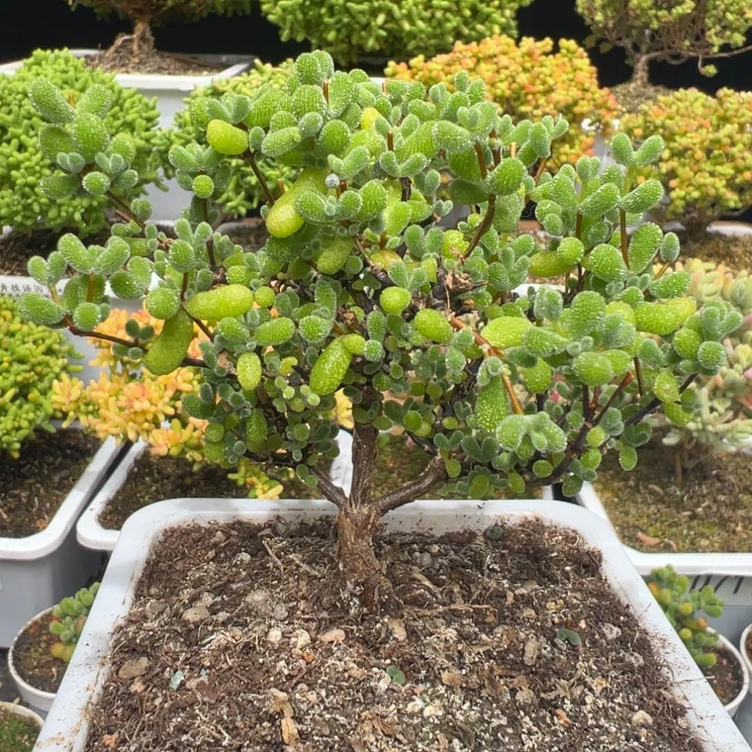 D7185翡翠一物一拍