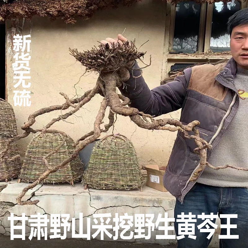 （黄芩）甘肃野生黄芩500克包邮新货现挖。