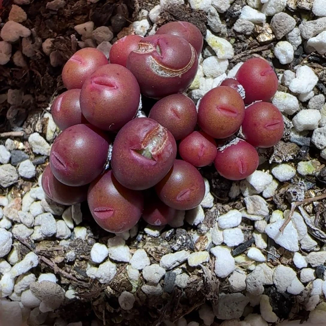 肉锥多肉植物百科-有疤1080