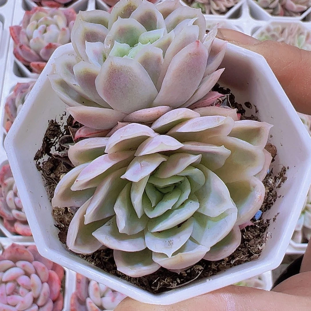 双头冰片锦19包邮多肉