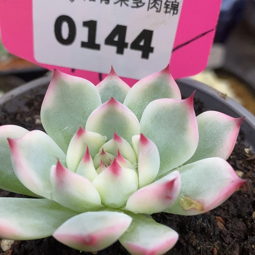 144娃娃哈哈哈哈哈哈哈