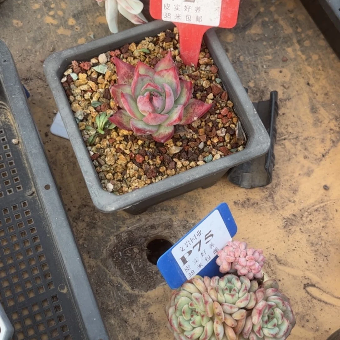 水****～多肉植物进行燕子。