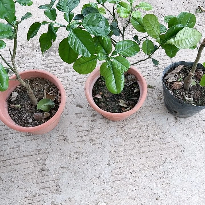 王**院1345677887777苗