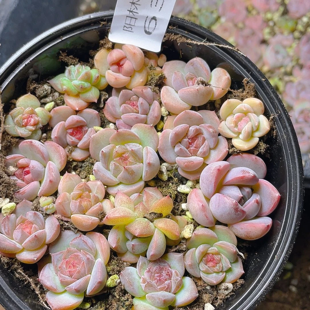 多肉植物多肉植物634
