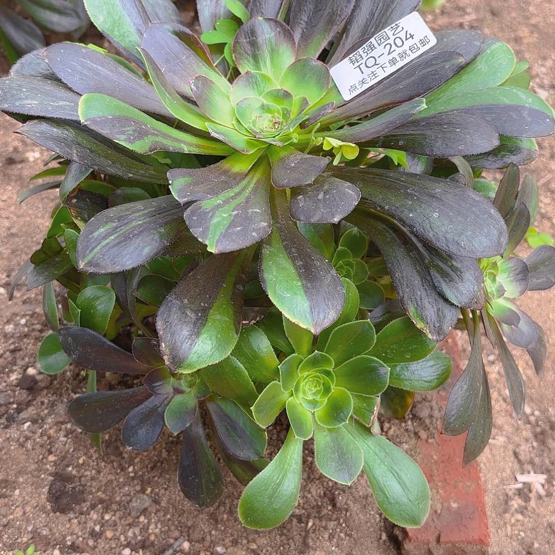 花斑路多肉植物六号204