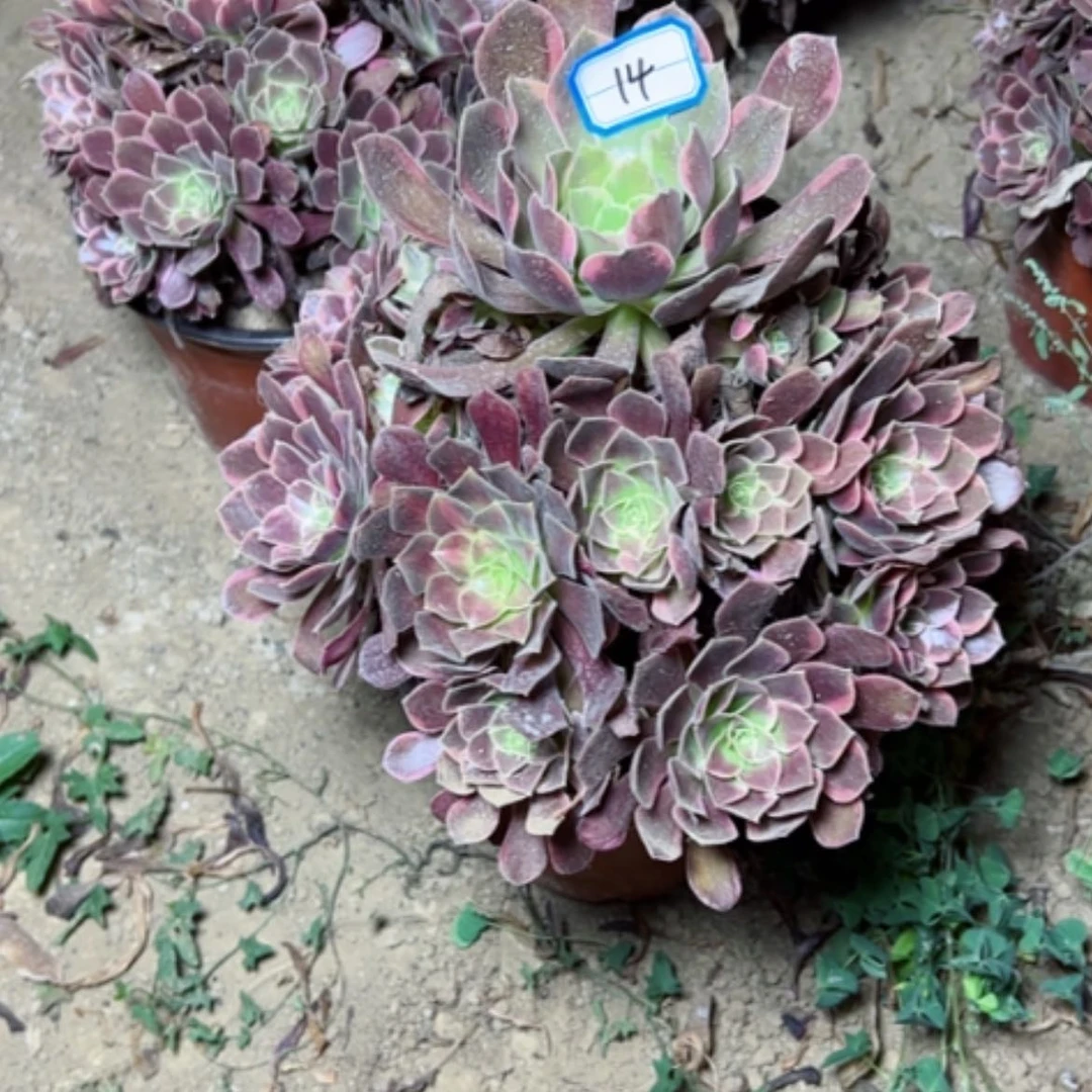 【闪购商品】金丝14