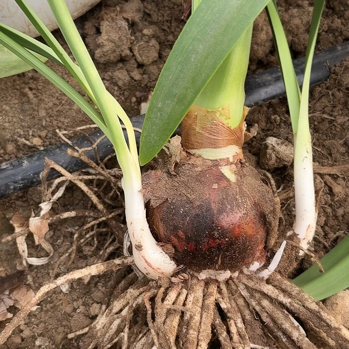 无花朵鑫*?皮皮七➕包对版8512