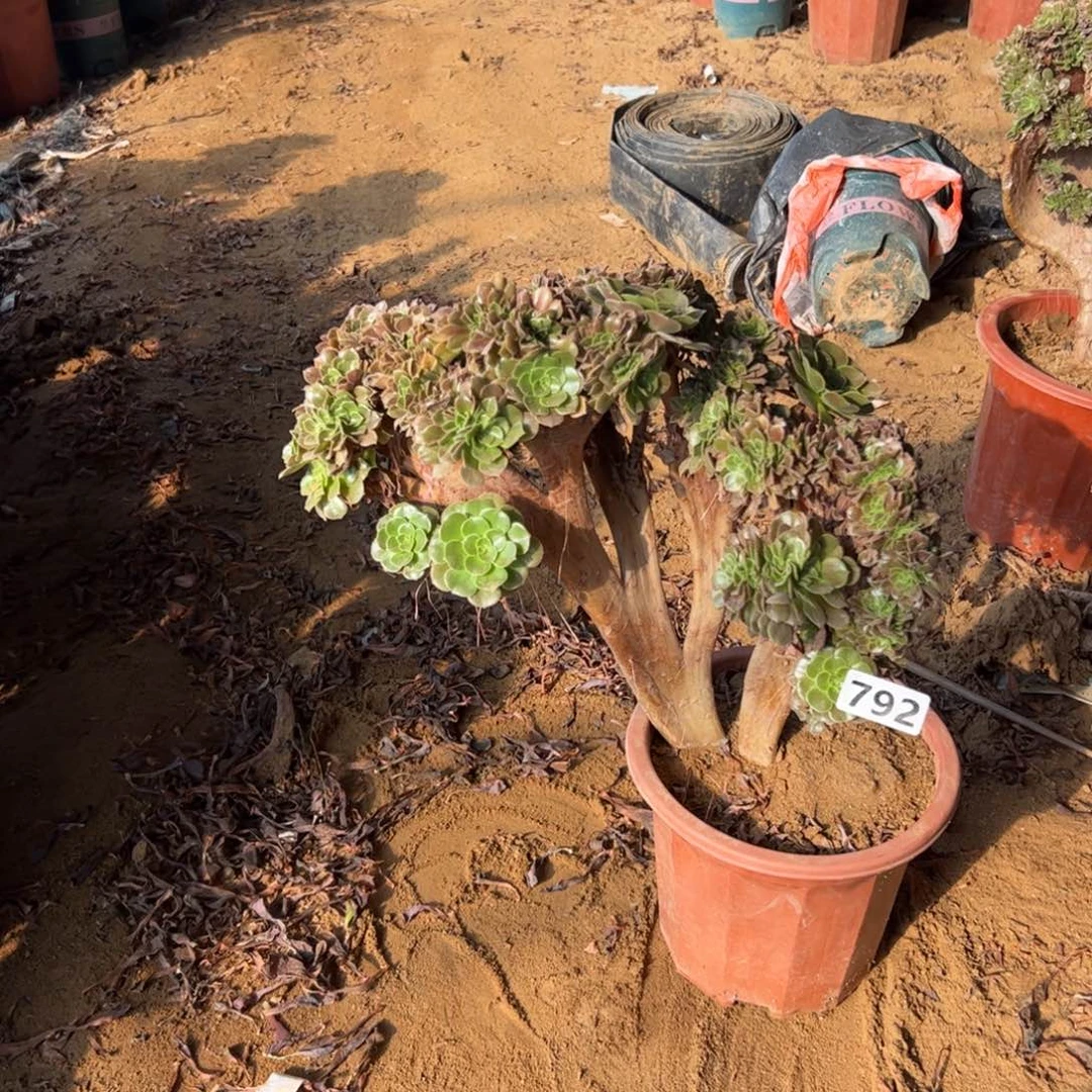 有伤玫瑰缀792满28包邮