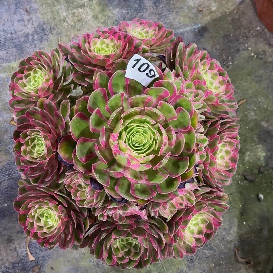 109孔雀翎嫩桩多肉植物