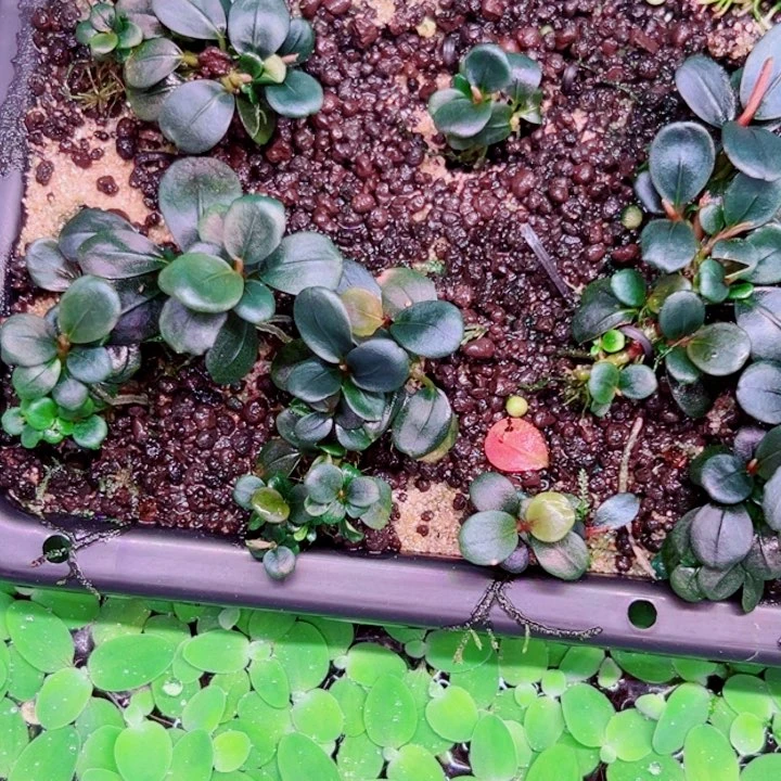 无花朵福利辣椒榕K6