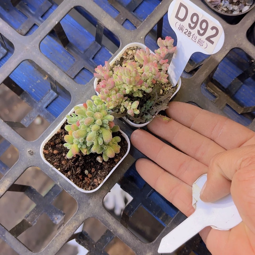 M***YD992两颗一物一拍