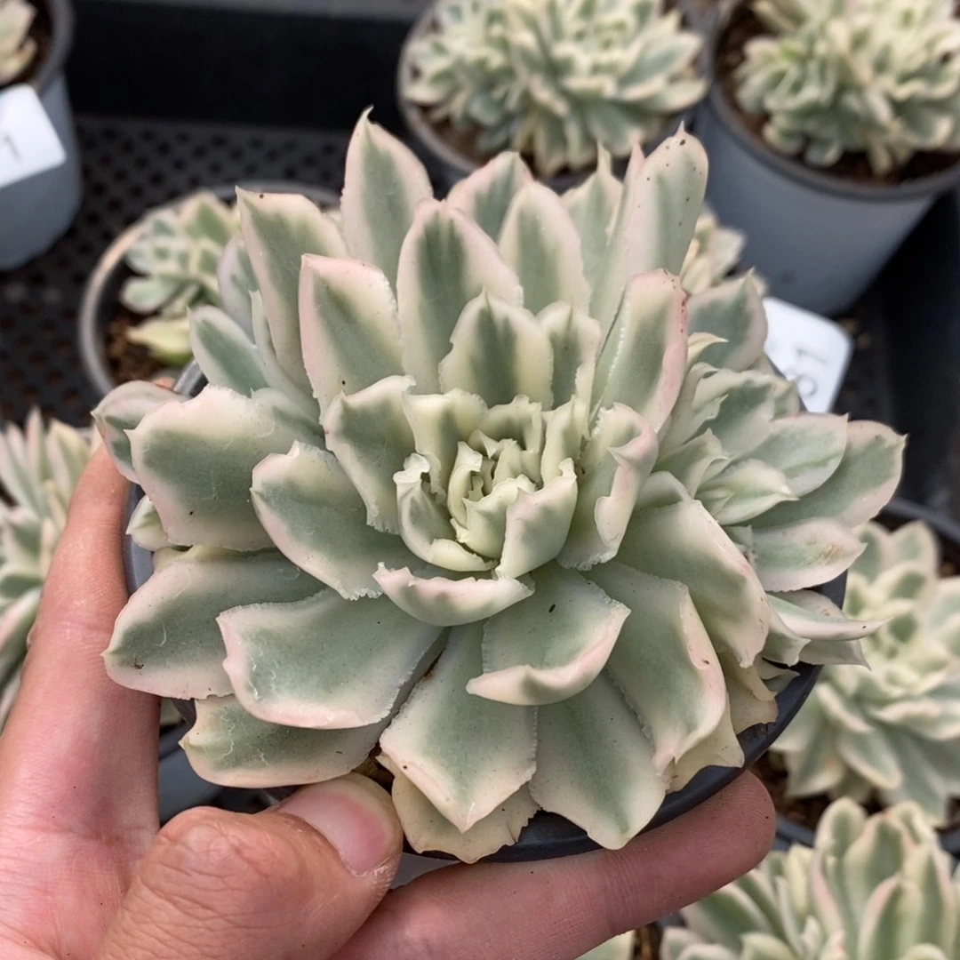 紫蝴蝶锦多肉植物8682