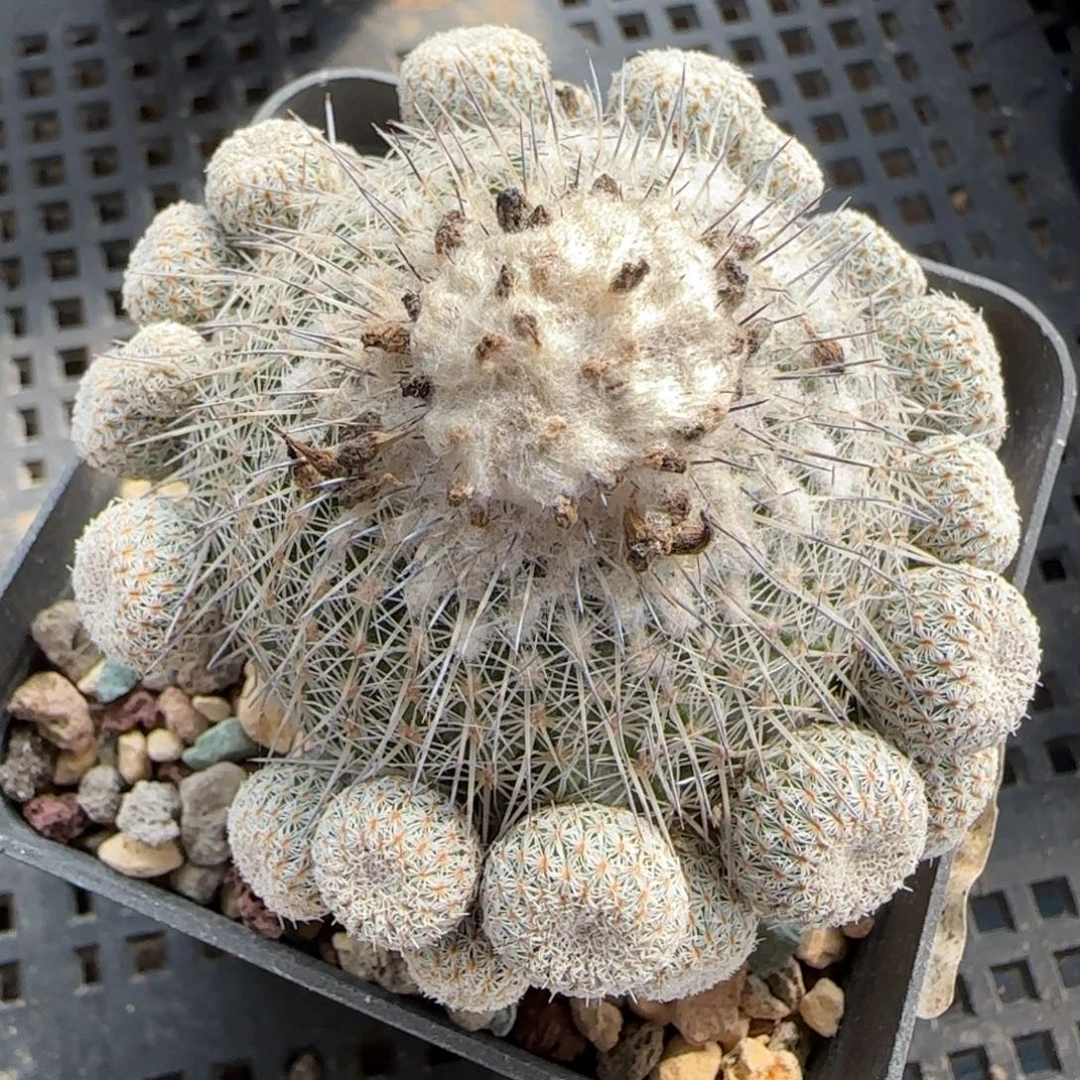 068自根乌月丸多肉