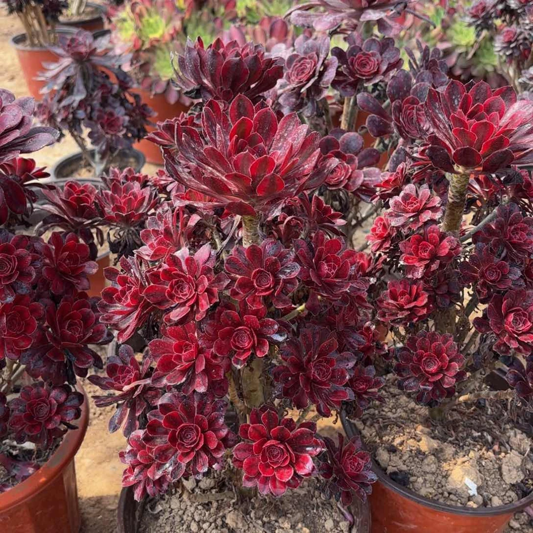 香奈儿木质15.8法师多肉