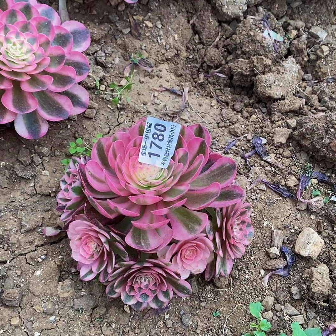 1780荔枝多肉法师锦