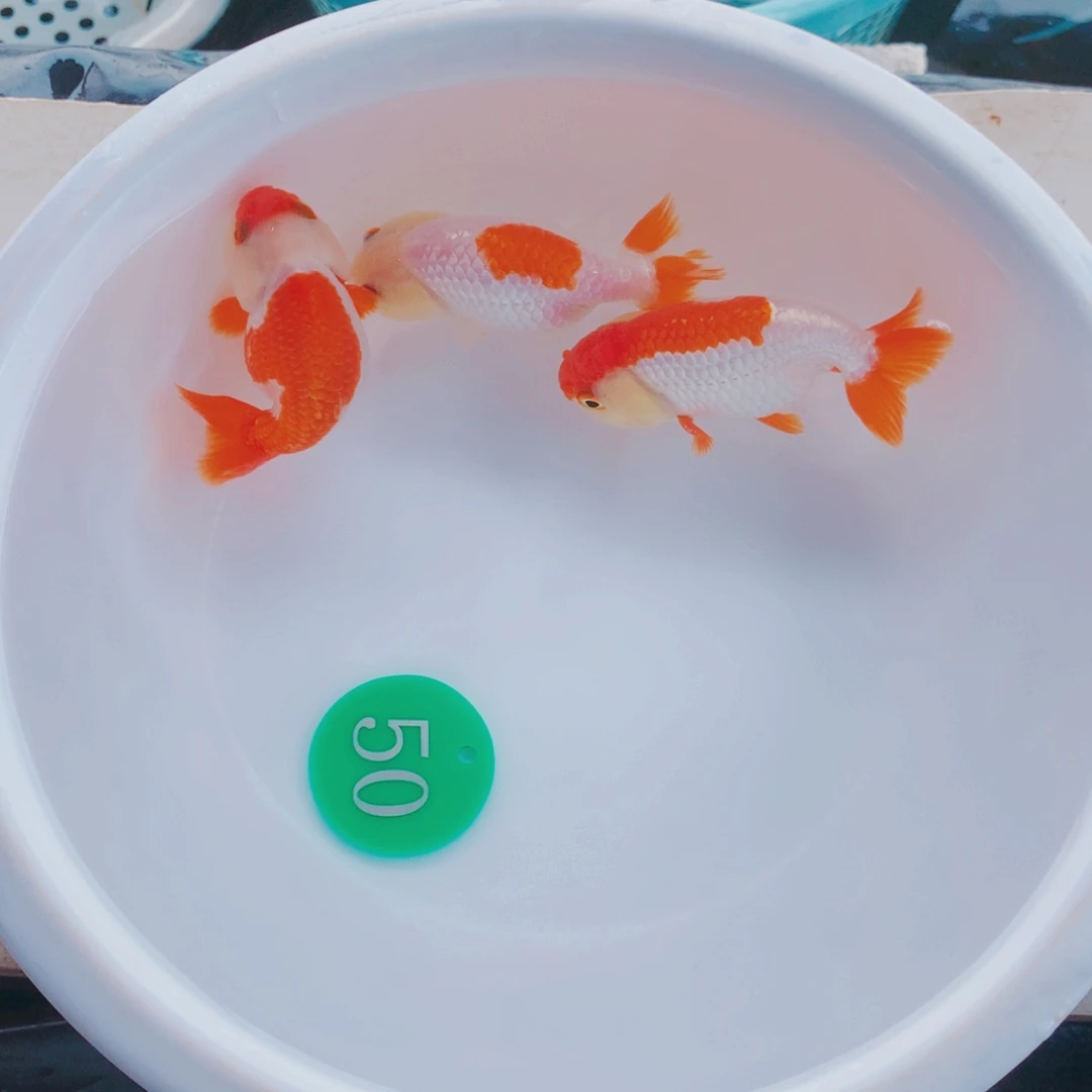 金鱼111111111111111