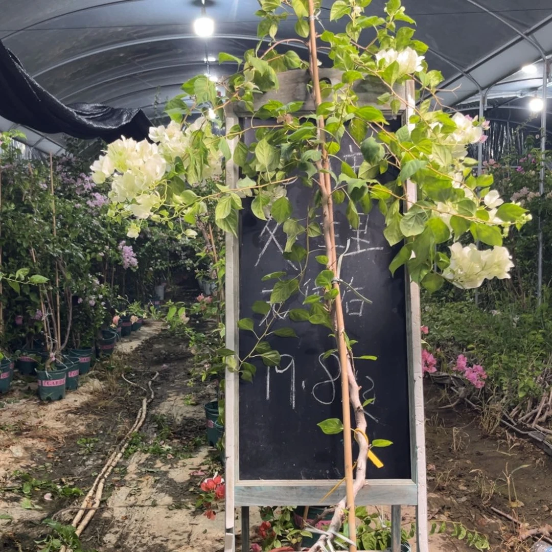 无花朵三角梅三角梅1246