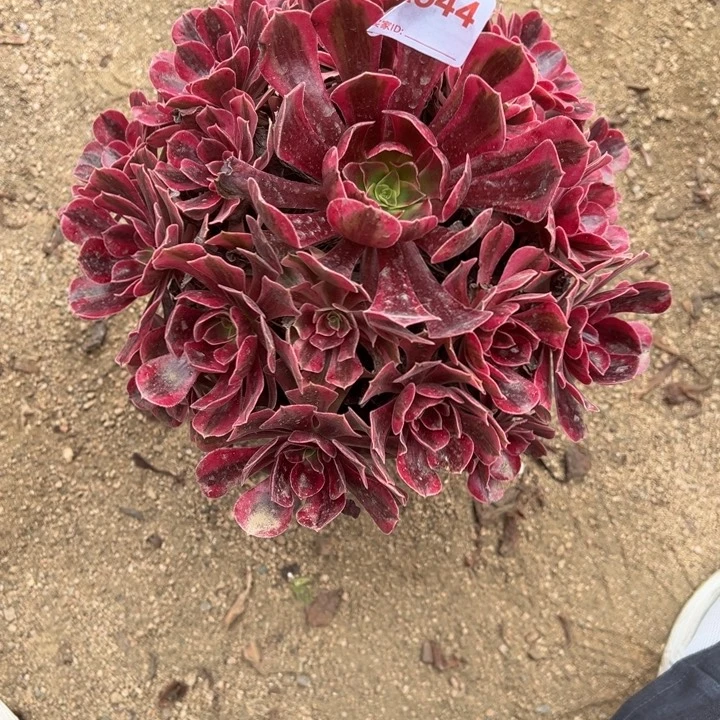 林***三美杜莎544多肉植物