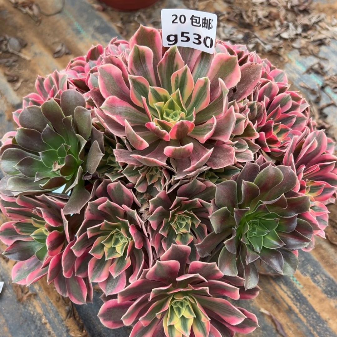 530女妖，满20包邮嘟叮熊