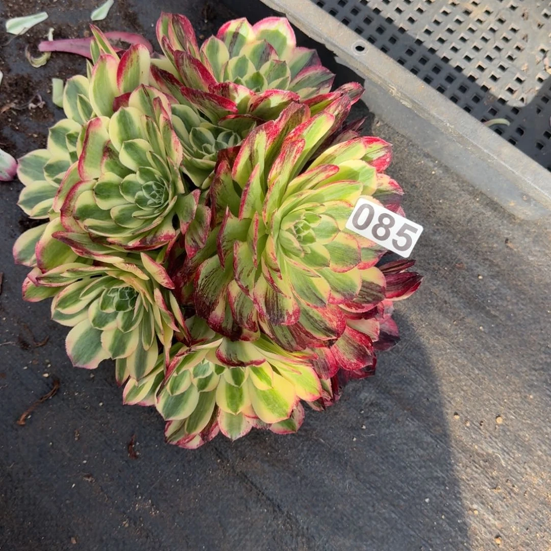 085多肉植物伯爵天骄无根