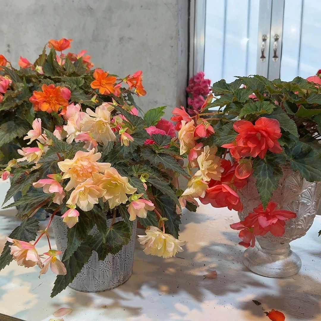 一代玛丽宝➕一代浆果，不拍保温冻死不售后掉花折叶正常介意勿拍