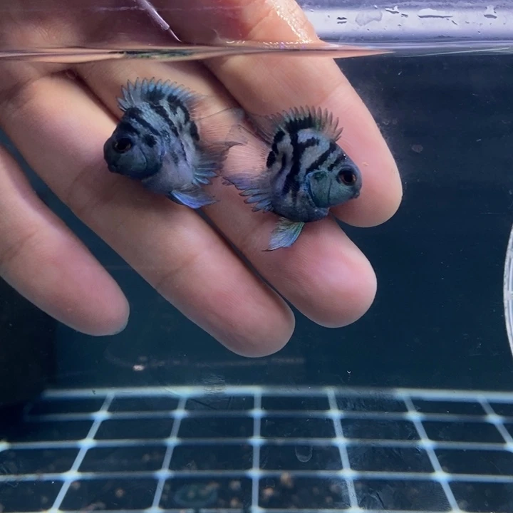 海水鱼娃娃脸宝蓝一对包基因