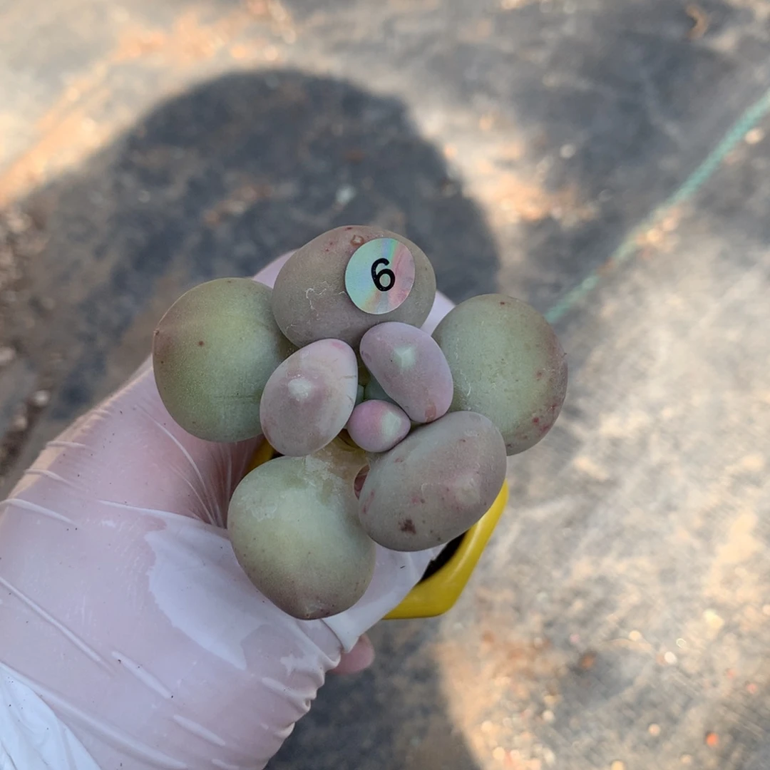 小屁桃奶酪多肉6